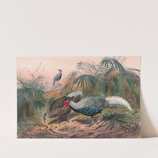 The Lineated Pheasant by Joseph Wolf