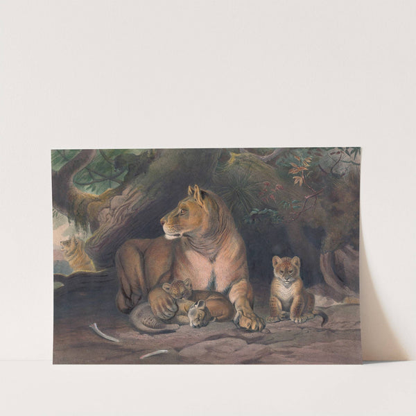 The Lion by Joseph Wolf