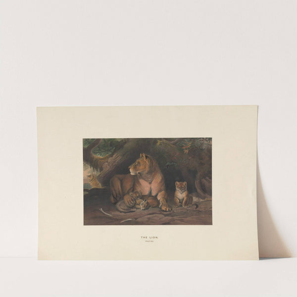 The Lion (1861-1867) by Joseph Wolf