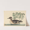 The Little Brown Duck (Anas rustica) by Mark Catesby
