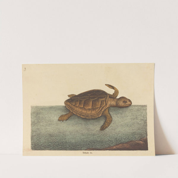 The Logger-head Turtle (Testudo Cavanna) by Mark Catesby