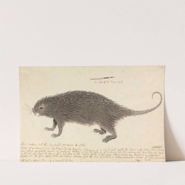 The Long-tailed Porcupine by George Edwards