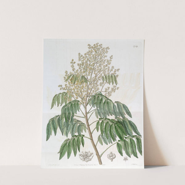 The Longan tree by Sydenham Edwards