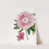 The lovely Rhododendron by Sydenham Edwards