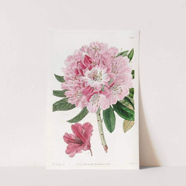 The lovely Rhododendron by Sydenham Edwards