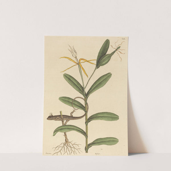 The Lyon Lizard (Lacerta 6-lineata) by Mark Catesby