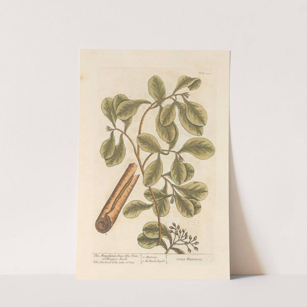 The magellanic bay-like tree, or winter's bark by Elizabeth Blackwell