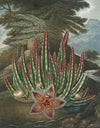 The maggot bearing stapelia