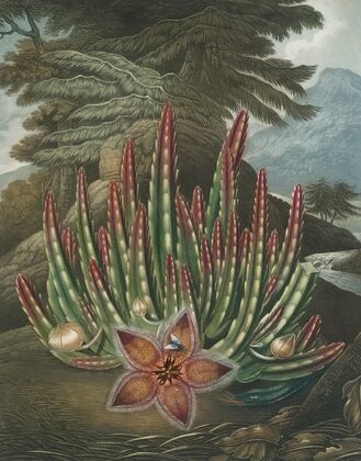 The maggot bearing stapelia