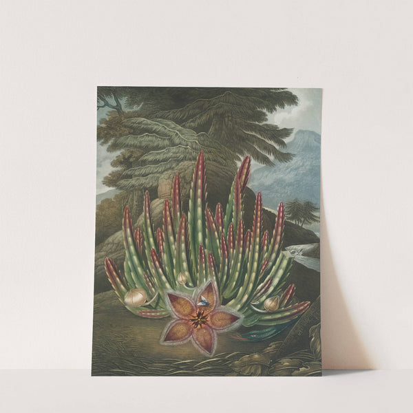 The maggot bearing stapelia by Robert John Thornton