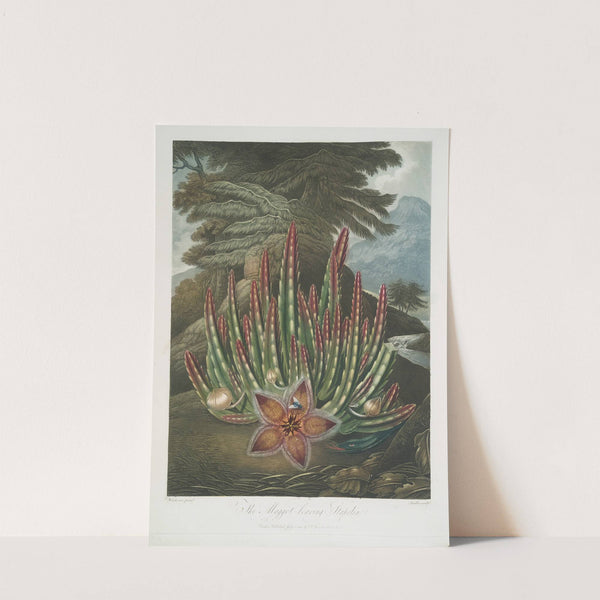 The Maggot Bearing Stapelia by Robert John Thornton