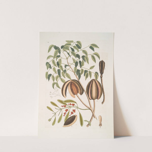 The Mahogany Tree by Mark Catesby