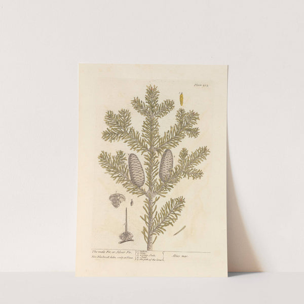 The male fir, or silver fir by Elizabeth Blackwell