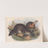 The mammals of Australia Pl.001 by John Gould