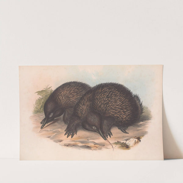 The mammals of Australia Pl.002 by John Gould