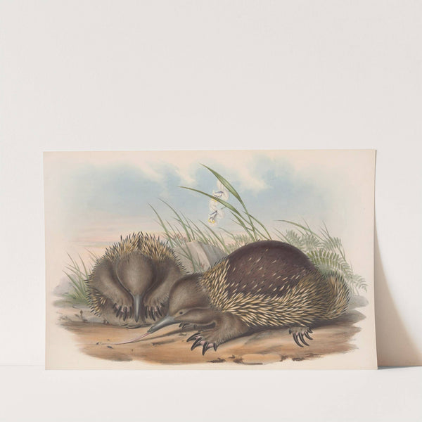 The mammals of Australia Pl.003 by John Gould