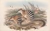 The mammals of Australia Pl.004