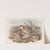 The mammals of Australia Pl.004 by John Gould