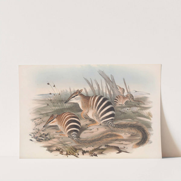 The mammals of Australia Pl.004 by John Gould