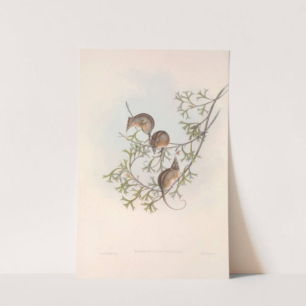 The mammals of Australia Pl.005 by John Gould