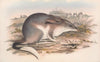 The mammals of Australia Pl.007