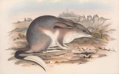 The mammals of Australia Pl.007