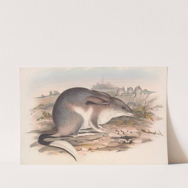 The mammals of Australia Pl.007 by John Gould