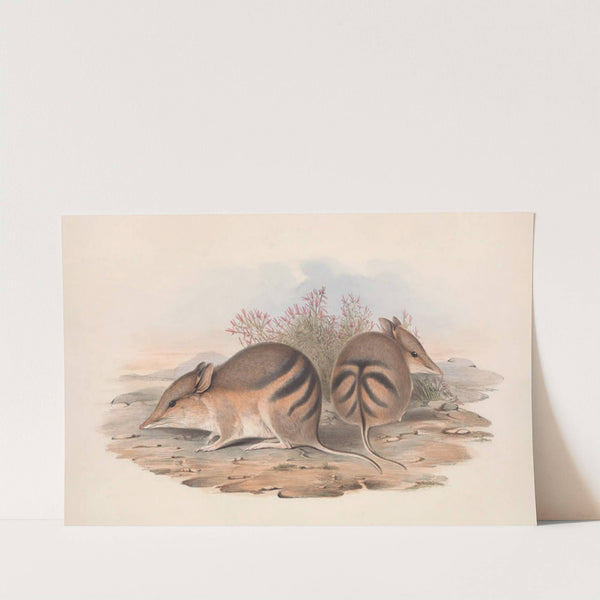 The mammals of Australia Pl.008 by John Gould