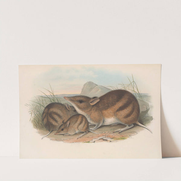 The mammals of Australia Pl.009 by John Gould