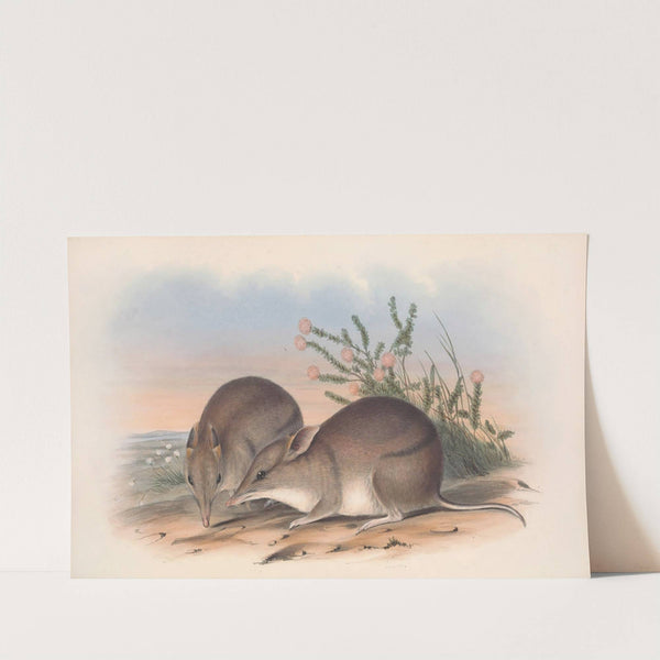 The mammals of Australia Pl.010 by John Gould