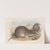 The mammals of Australia Pl.011 by John Gould