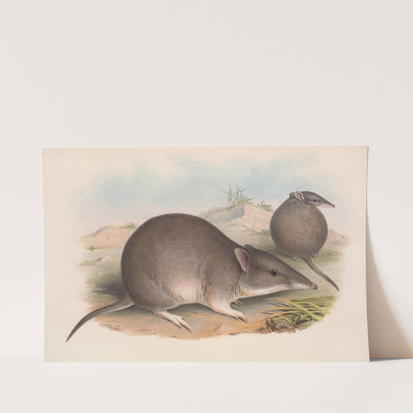 The mammals of Australia Pl.011 by John Gould