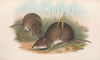 The mammals of Australia Pl.012