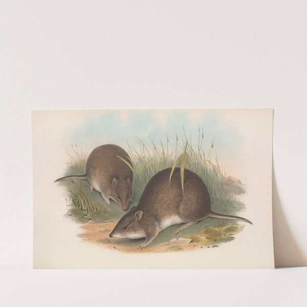 The mammals of Australia Pl.012 by John Gould