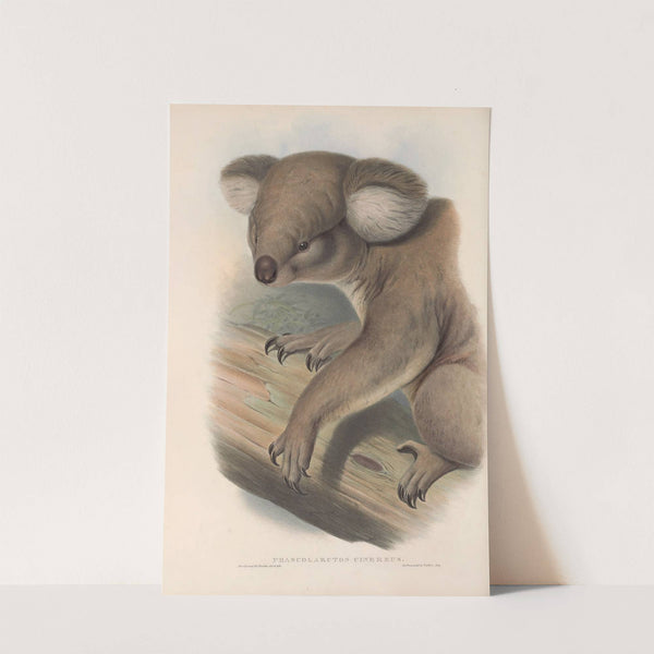 The mammals of Australia Pl.013 by John Gould