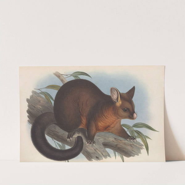 The mammals of Australia Pl.015 by John Gould