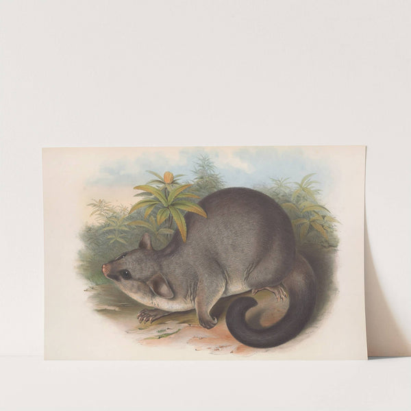 The mammals of Australia Pl.016 by John Gould