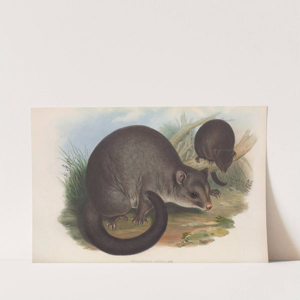 The mammals of Australia Pl.017 by John Gould