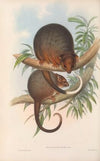 The mammals of Australia Pl.018