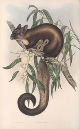 The mammals of Australia Pl.021