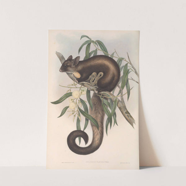 The mammals of Australia Pl.021 by John Gould