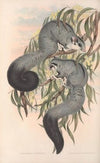 The mammals of Australia Pl.022