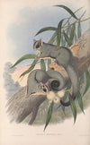 The mammals of Australia Pl.023