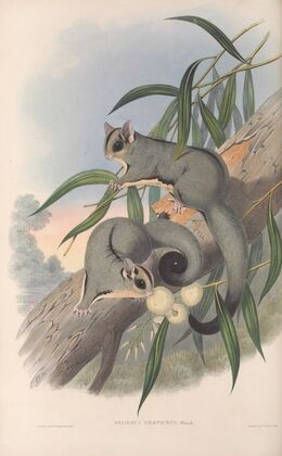 The mammals of Australia Pl.023