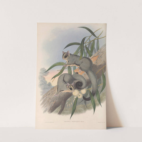 The mammals of Australia Pl.023 by John Gould