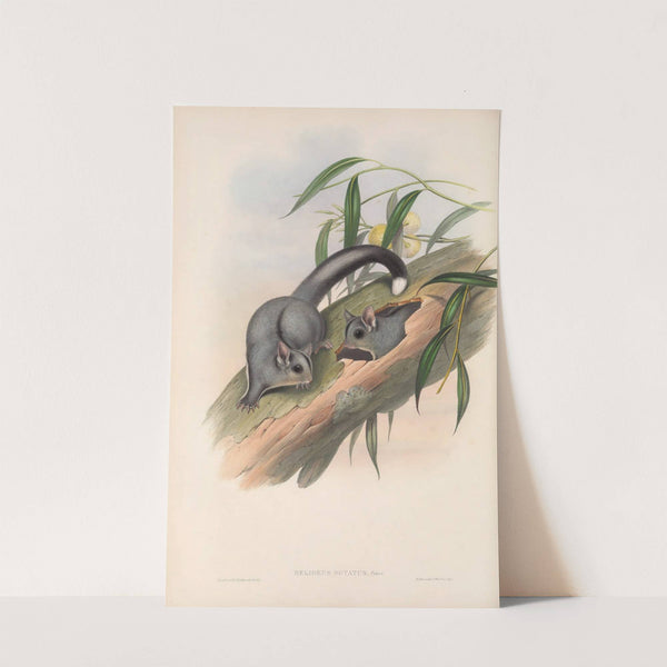 The mammals of Australia Pl.024 by John Gould