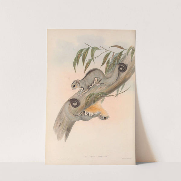 The mammals of Australia Pl.025 by John Gould