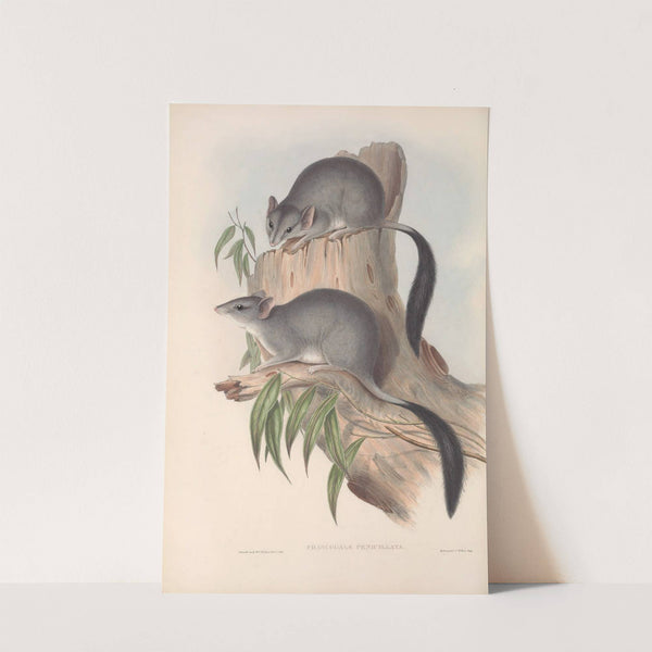 The mammals of Australia Pl.026 by John Gould