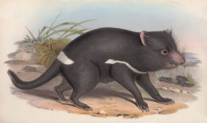 The mammals of Australia Pl.027