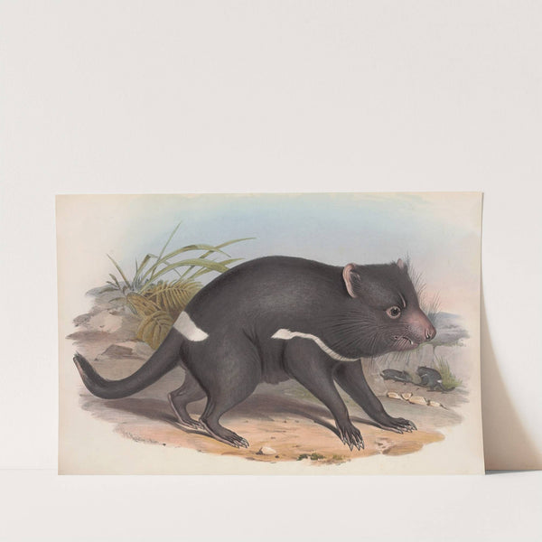 The mammals of Australia Pl.027 by John Gould